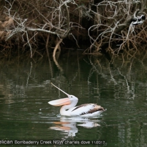 Pelecanus conspicillatus at undefined - 3 Nov 2017 12:00 AM