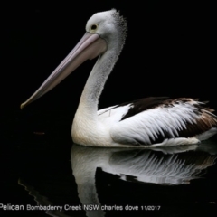 Pelecanus conspicillatus at undefined - 3 Nov 2017 12:00 AM