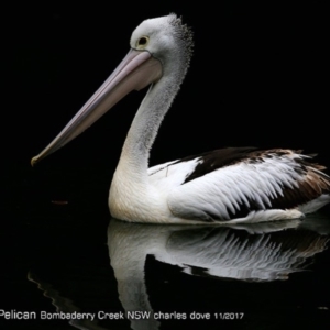 Pelecanus conspicillatus at undefined - 3 Nov 2017 12:00 AM