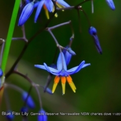 Dianella caerulea (Common Flax Lily) at Narrawallee Foreshore and Reserves Bushcare Group - 2 May 2018 by CharlesDove