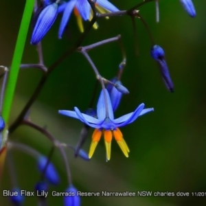 Dianella caerulea at Narrawallee Foreshore and Reserves Bushcare Group - 2 May 2018