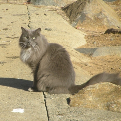 Felis catus at Gordon Pond - 26 May 2018 by MatthewFrawley