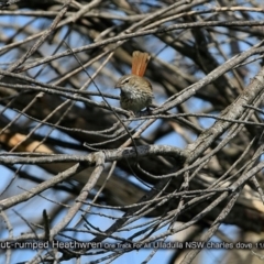 Hylacola pyrrhopygia (Chestnut-rumped Heathwren) at Ulladulla, NSW - 3 Nov 2017 by CharlesDove