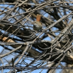 Hylacola pyrrhopygia (Chestnut-rumped Heathwren) at One Track For All - 2 Nov 2017 by Charles Dove