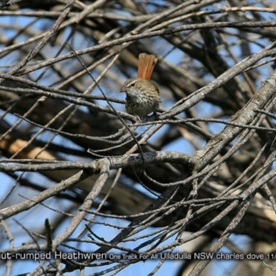 Hylacola pyrrhopygia (Chestnut-rumped Heathwren) at Ulladulla, NSW - 3 Nov 2017 by CharlesDove