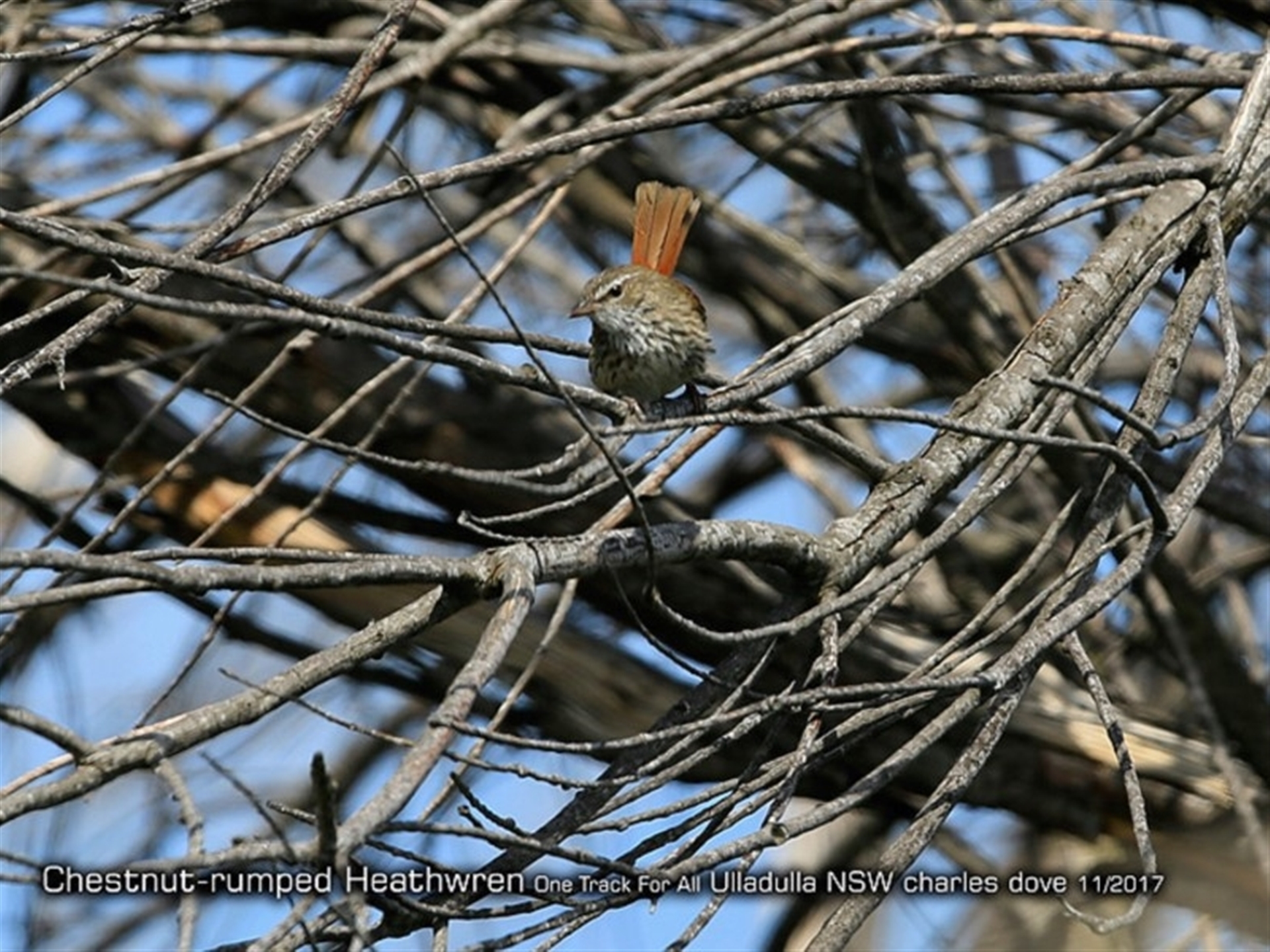 Hylacola pyrrhopygia at Ulladulla, NSW - suppressed