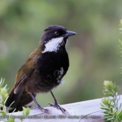 Psophodes olivaceus (Eastern Whipbird) at Coomee Nulunga Cultural Walking Track - 4 Nov 2017 by Charles Dove