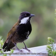 Psophodes olivaceus (Eastern Whipbird) at Ulladulla, NSW - 4 Nov 2017 by Charles Dove