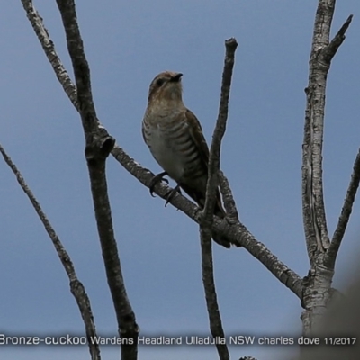 Chalcites basalis (Horsfield's Bronze-cuckoo) at Coomee Nulunga Cultural Walking Track - 5 Nov 2017 by CharlesDove