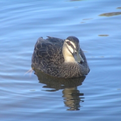 Anas superciliosa (Pacific Black Duck) at Gordon, ACT - 26 May 2018 by MatthewFrawley
