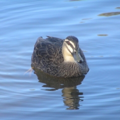 Anas superciliosa (Pacific Black Duck) at Gordon, ACT - 26 May 2018 by MatthewFrawley