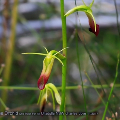 Cryptostylis subulata (Cow Orchid) at Ulladulla Reserves Bushcare - 3 Nov 2017 by Charles Dove