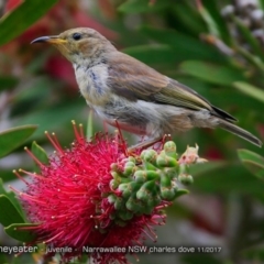 Myzomela sanguinolenta (Scarlet Honeyeater) at Undefined - 2 May 2018 by Charles Dove