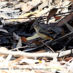 Pardalotus punctatus (Spotted Pardalote) at Meroo National Park - 5 Nov 2017 by CharlesDove