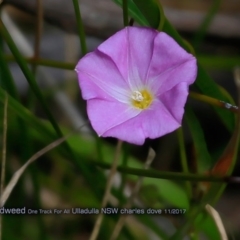 Polymeria calycina (Slender Bindweed) at Ulladulla Reserves Bushcare - 31 Oct 2017 by Charles Dove