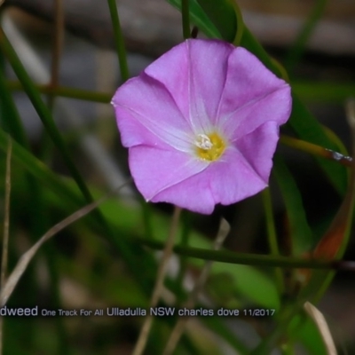 Polymeria calycina (Slender Bindweed) at Ulladulla Reserves Bushcare - 1 Nov 2017 by CharlesDove