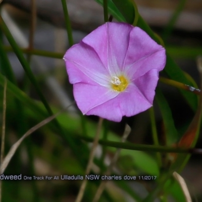 Polymeria calycina (Slender Bindweed) at One Track For All - 31 Oct 2017 by Charles Dove