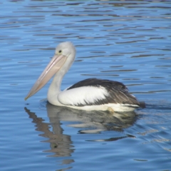 Pelecanus conspicillatus (Australian Pelican) at Gordon Pond - 26 May 2018 by MatthewFrawley