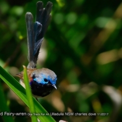 Malurus lamberti (Variegated Fairywren) at Ulladulla Reserves Bushcare - 4 Nov 2017 by Charles Dove