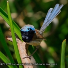 Malurus lamberti at Ulladulla Reserves Bushcare - 5 Nov 2017