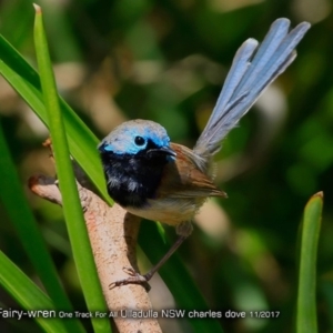 Malurus lamberti at Ulladulla Reserves Bushcare - 5 Nov 2017 12:00 AM