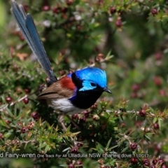 Malurus lamberti at Ulladulla Reserves Bushcare - 5 Nov 2017 12:00 AM