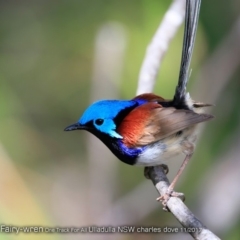 Malurus lamberti at Ulladulla Reserves Bushcare - 5 Nov 2017