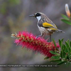 Phylidonyris niger at undefined - 1 Nov 2017 12:00 AM