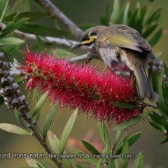 Caligavis chrysops (Yellow-faced Honeyeater) at Undefined - 1 Nov 2017 by CharlesDove