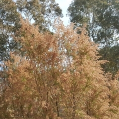 Cassinia sifton (Sifton Bush, Chinese Shrub) at Jerrabomberra, ACT - 27 May 2018 by Mike