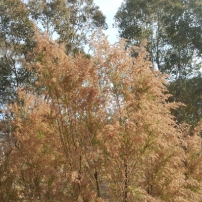 Cassinia sifton (Sifton Bush, Chinese Shrub) at Isaacs Ridge and Nearby - 27 May 2018 by Mike