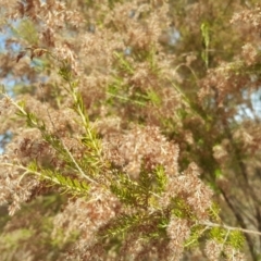 Cassinia sifton at Isaacs Ridge - 27 May 2018 11:50 AM