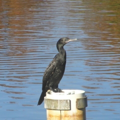 Phalacrocorax sulcirostris (Little Black Cormorant) at Bonython, ACT - 26 May 2018 by MatthewFrawley