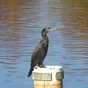 Phalacrocorax sulcirostris at Bonython, ACT - 26 May 2018 02:03 PM