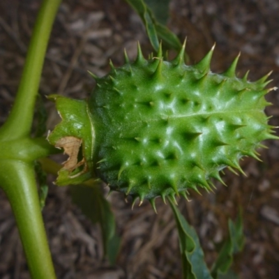 Datura stramonium (Common Thornapple) at Parkes, ACT - 27 May 2018 by JanetRussell