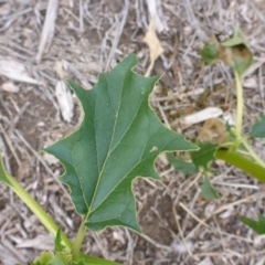 Datura stramonium at Parkes, ACT - 27 May 2018