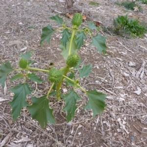 Datura stramonium at Parkes, ACT - 27 May 2018