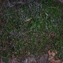 Galium aparine at Parkes, ACT - 27 May 2018 04:34 PM