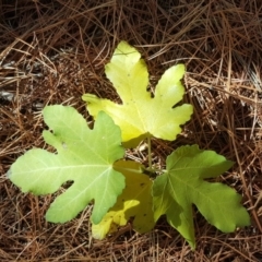 Ficus carica (Fig) at Isaacs, ACT - 28 May 2018 by Mike