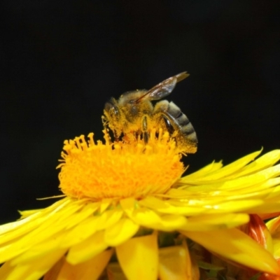 Apis mellifera (European honey bee) at Acton, ACT - 25 May 2018 by TimL