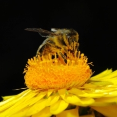 Apis mellifera at Acton, ACT - 25 May 2018