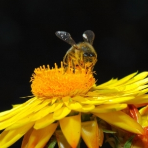 Apis mellifera at Acton, ACT - 25 May 2018