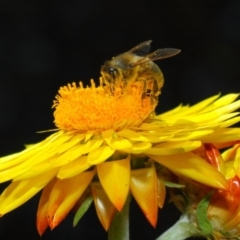 Apis mellifera at Acton, ACT - 25 May 2018