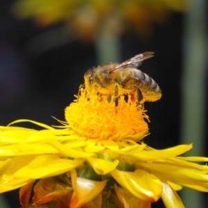 Apis mellifera at Acton, ACT - 25 May 2018