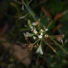 Capsella bursa-pastoris (Shepherd's Purse) at Parkes, ACT - 27 May 2018 by JanetRussell