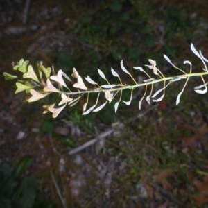 Capsella bursa-pastoris at Parkes, ACT - 27 May 2018 04:48 PM