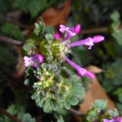 Lamium amplexicaule (Henbit, Dead Nettle) at Parkes, ACT - 27 May 2018 by JanetRussell