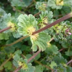 Lamium amplexicaule at Parkes, ACT - 27 May 2018