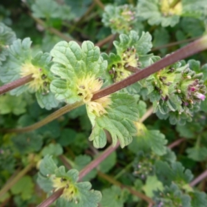 Lamium amplexicaule at Parkes, ACT - 27 May 2018