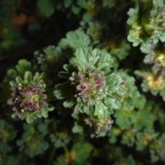 Lamium amplexicaule at Parkes, ACT - 27 May 2018 04:30 PM